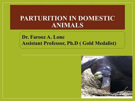 What Is Parturition In Farm Animals